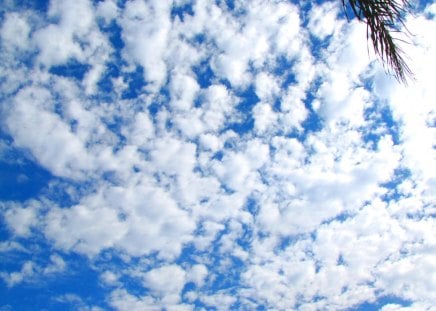 clouds - white, sky, palm leaves, tropics, clouds, blue