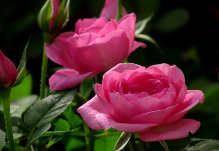 * Soft roses * - pink roses, roses, pink, soft, petals, tender, rose, flower