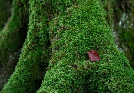 Achille's heel - moss, heel, achille, leaf, tree