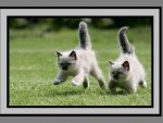 Cute Ragdoll Kittens