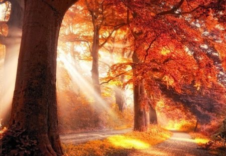 Light of Autumn - sunlight, fall leaves, autumn season, park