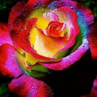 amazing rose