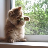 kitty on a windowsill...