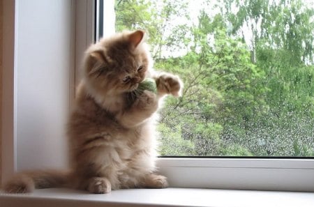 kitty on a windowsill... - string of wool, kitty, playing, cat