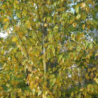 Fall season yellow leaves on the tree