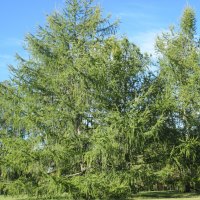 Green trees at the park