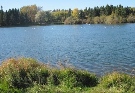 Freedom at the lake - lake, trees, blue, photography, green