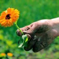 A flower for you