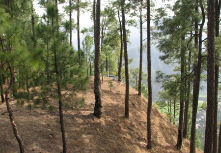 Pinus  Roxburghii Forest, Uttarakhand, India - india, sky, trees, day, light, ground, nature, needles, evergreen, forest, land, shadow, uttarakhand