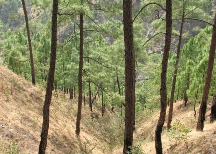 Pinus Roxburghii Forest, Uttarakhand, India - india, mountain, trees, day, light, ground, nature, needles, evergreen, forest, land, uttarakhand