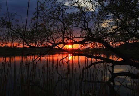 Lake sunset - sky, trees, sundown, riverbank, sun, water, sunset, refelction, reflection, river, clouds, pond, branches, lake, nature, forest, red, colors, sunrise