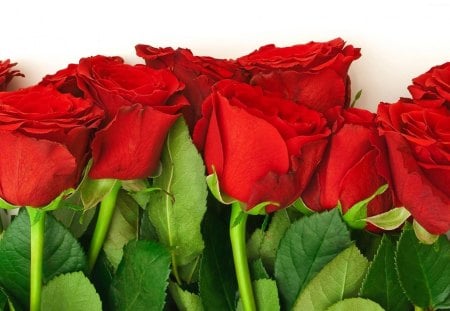 *** Bunch of Red Roses *** - kwiaty, czerwone, roze, natura