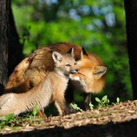 fox family