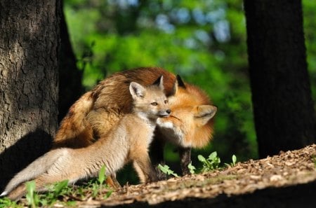 fox family - pretty, fantastic, fox, amazing, great, forest, stunning, mother, nice, outstanding, super, woods, fox family, trees, beautiful, foxes, sweet, wonderful, marvellous, picture, awesome, skyphoenixx1, cute, adorable, wallpaper