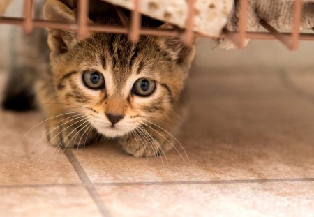 Can i come out?! - pretty, fantastic, amazing, great, stunning, bed, animal, kittens, kitten, cats, nice, outstanding, super, beautiful, sweet, floor, cat, wonderful, marvellous, picture, awesome, skyphoenixx1, cute, adorable, animals, wallpaper, kitty