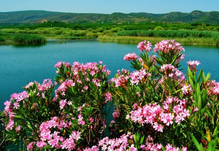 Lake flowers - pretty, blue, grass, pink, flowers, shore, riverbank, lake, nice, emerald, greenery, beautiful, lovely, lakeshore, river, nature, green