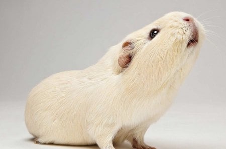 *** Guinea pig *** - zwierzeta, swinka, hodowlane, morska