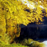 Golgen fall tree