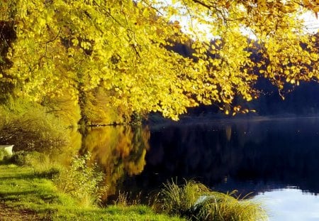 Golgen fall tree - nice, lakeshore, autumn, riverbank, mirrored, foliage, calm, reflections, fall, quiet, pretty, yellow, river, golden, grass, lake, falling, shore, lovely, serenity, nature, tranquility, beautiful, leaves, waters