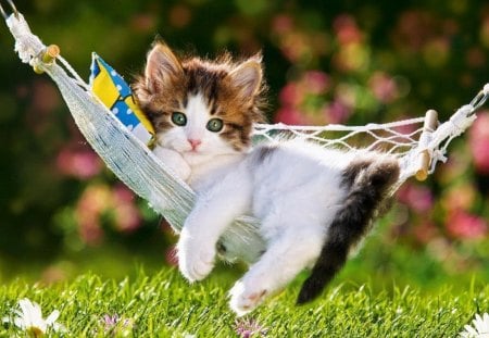 Don't bother me - relax, bother, grass, flowers, fluffy, animal, kitten, look, pillow, yard, nice, greenery, beautiful, hammock, lovely, sweet, rest, cat, green, cute, adorable, green eyed, kitty