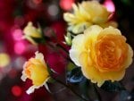  Yellow roses