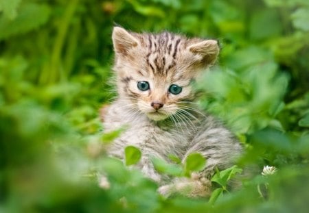 *** Little kitty *** - ladowe, maly, koty, zwierzeta, kotek