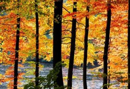 Beautiful autumn scene - water, beautiful, leaves, yellow, season, river, scene, trees, nature, autumn