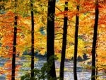 Beautiful autumn scene