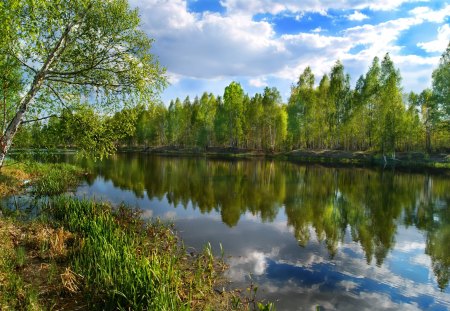 *** Beautiful trees by the river *** - natura, drzewa, rzeki, lasy