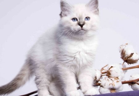 White Cat - white cat, animals, cats, beautiful, cute