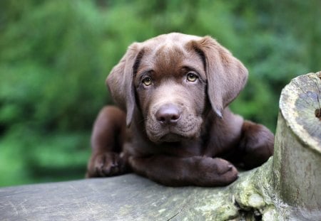 Cute Puppy - puppy, beautiful, animals, dogs, cute, black dog