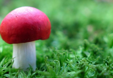 Red Mushroom - nature, mushroom, beautiful, green, grass