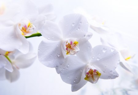 White Orchids - flowers, white flowers, nature, beautiful, white orchids, orchids