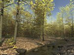 *** Green Forest ***