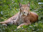 *** LYNX ***