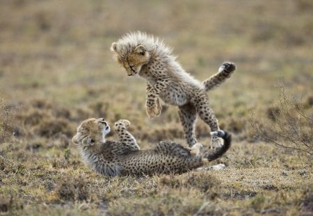 *** Playing small Cheetahs ***