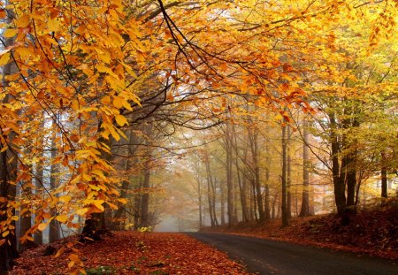 Beautiful Autumn - trees, beautiful, autumn, road, forest, sky