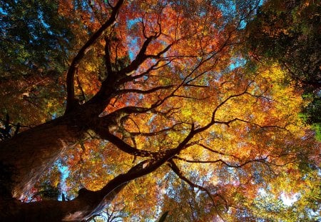 Beautiful Autumn - trees, blue, beautiful, autumn, forest, sky