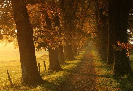 Beautiful Autumn - autumn, trees, forest, beautiful, road