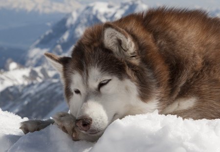 Malamut - winter, malamut, cute, snow, dog, mountains