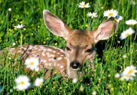 A LITTLE BIT COUNTRY - fields, green, babies, fawn, daisies, juveniles, grass, deer