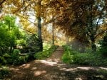 bench in a forest path