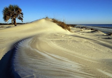 cumberland island beach georgia - beach, tree, dune, grass