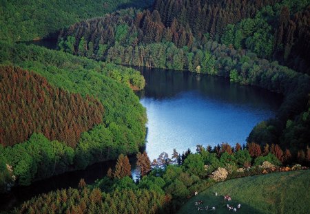 river bend through the forest - cows, forest, grazing, river