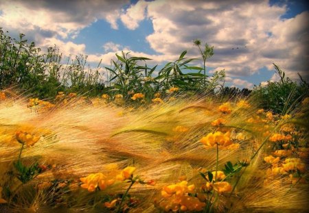 FIELDS OF GOLD - sky, yellow, wheat, clouds, green, flowers, grass, wind