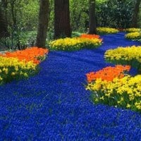 Floral River of Blue