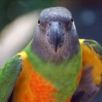 Senegal Parrot