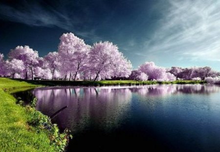 Lake of Pink Reflection - trees, nature, serene, lake, reflection, pink