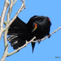 Red Crested Black Bird Prunning