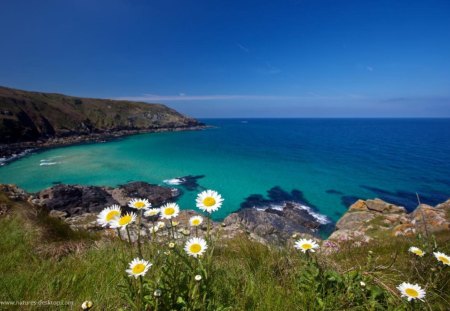 Cornish Coast, England - turquoise, blue, flowers, sea, daisies, cliffs